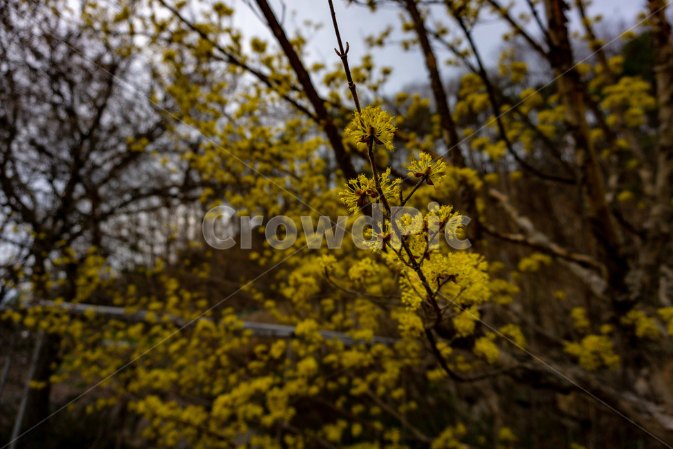 산수유,산수유꽃,산수유나무,노랑,풍경,꽃,봄,식물,자연,plants,nature,꽃,flower