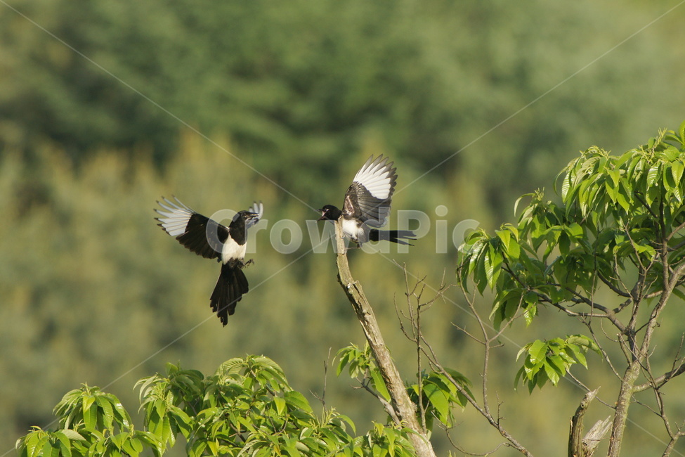 까치,가족,만남,조류,텃새,동물,animal,조류,새,birds