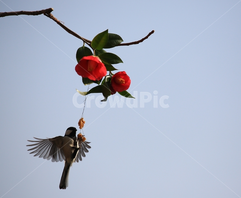 animal,동물,bird,새,plant,식물,flower,blossom,꽃,leaf,잎,동백,동백꽃,동박새,먹이,식물,자연,plants,nature,꽃,flower,동물,animal,조류,새,birds