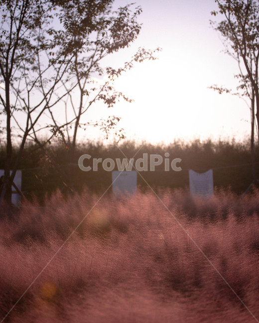 핑크뮬리,선셋,노을,해질녘,plant,식물,잔디,grass,가을,계절,fall,autumn,season