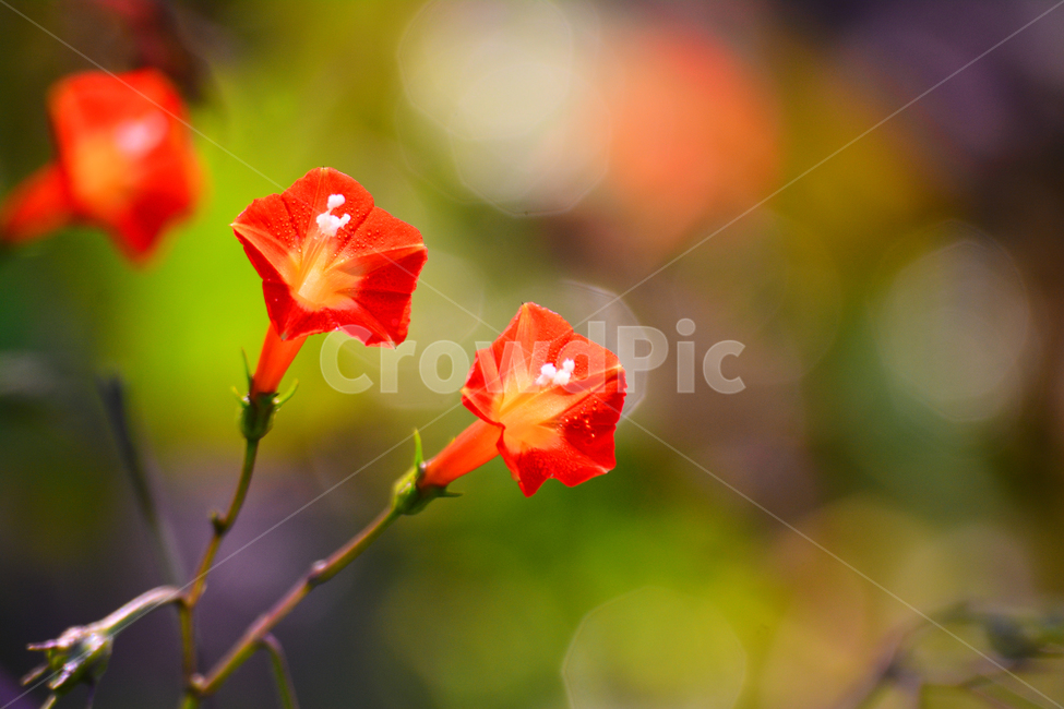 가을꽃,유홍초,야생화,보케,가을,가을분위기,가을느낌,시즌,계절,fall,autumn,초본,식물,자연,nature,flowers,백그라운드,배경,자연배경,10월,들꽃,노랑색,황록색,빨강색,레드,red,야외,빛망울,둥근잎유홍초,식물,자연,plants,nature,꽃,flower