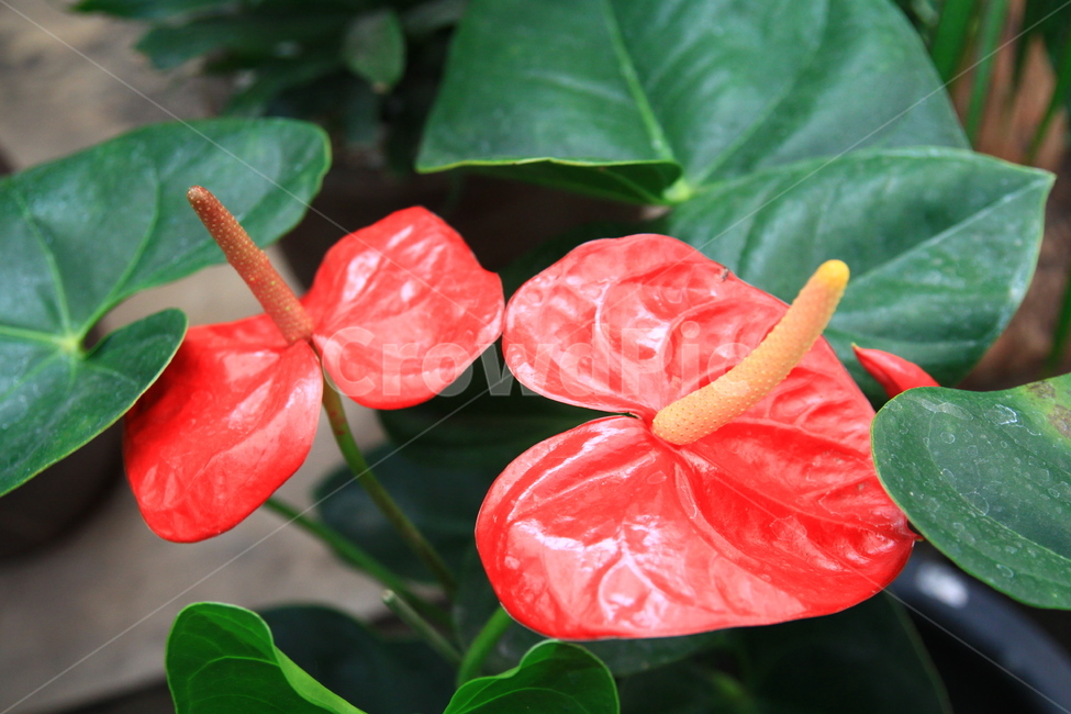 plant,식물,anthurium,국화,꽃,blossom,flower,화분,식물,자연,plants,nature,꽃,flower