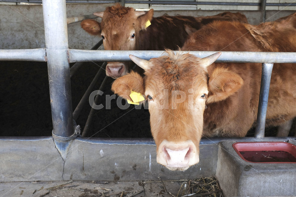 동물,포유류,소,황소,우사,animal,cattle,cow,mammal,가축,동물,animal,포유류,mammal