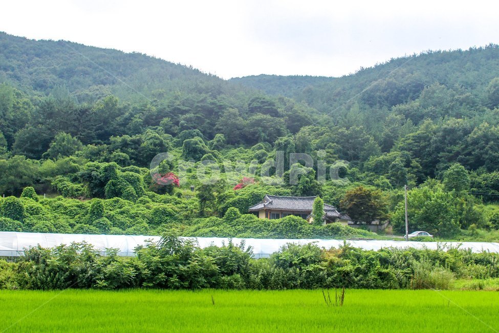 시골,숲,나무,산,자연,식물,mountain,forest,tree,nature,country,오두막,경상남도