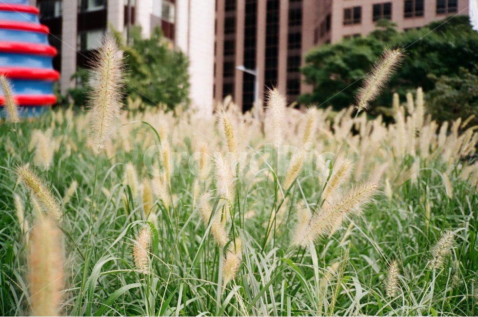 강아지풀,필카,필름카메라,자연,갈대,시청,청계천,식물,자연,plants,nature,감성,sensible,feeling