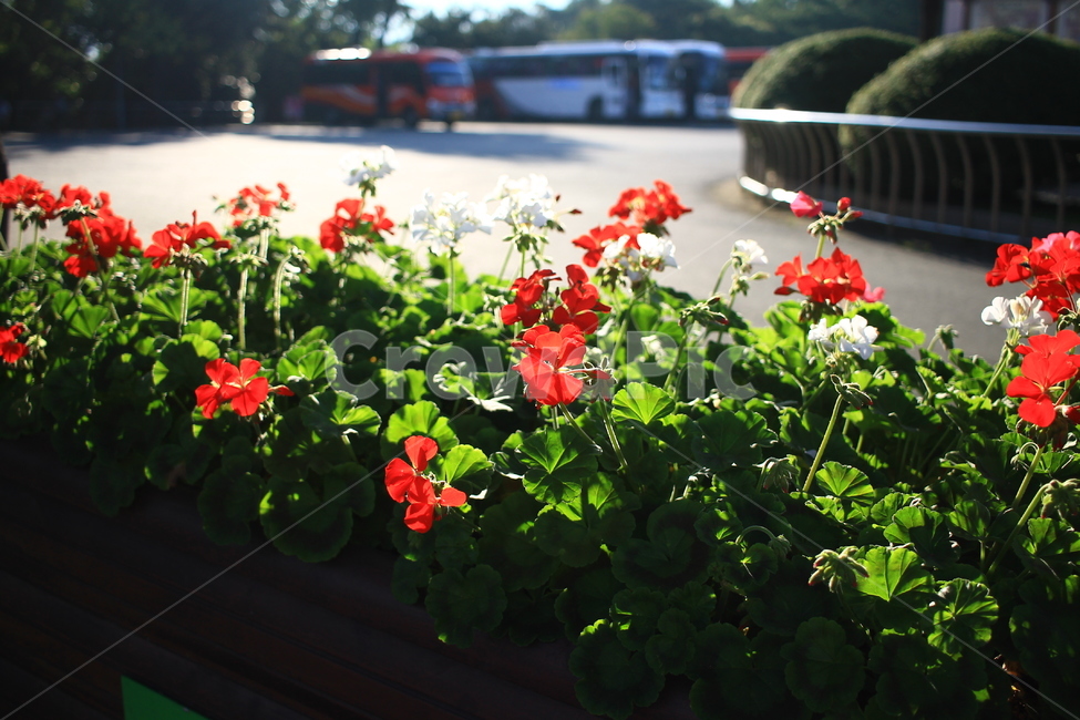 꽃,빨간꽃,빨간색,하얀꽃,붉은꽃,식물,자연,plants,nature,꽃,flower