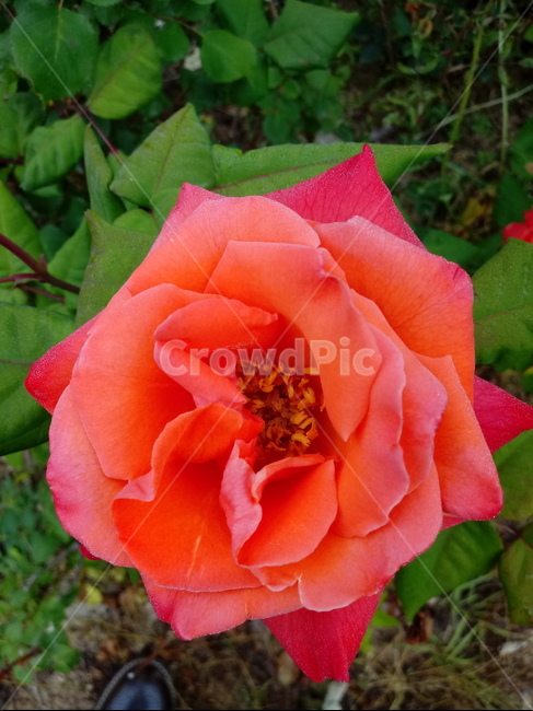 장미,장미꽃,플라워,식물,flower,로즈