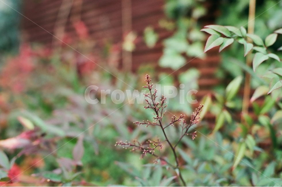 나무,식물,감성,가을,자연풍경,감정,landscape,feeling,emotion,식물,자연,plants,nature,감성,sensible,feeling