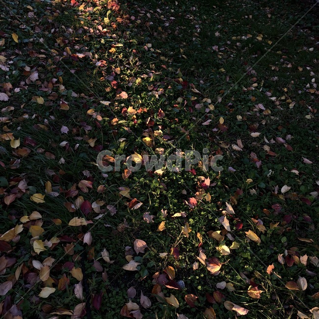 잔디,풀,감성,햇빛,낙엽,가을,저녁,노을,가을,계절,fall,autumn,season,leaf,잎,plant,식물,ground,바닥