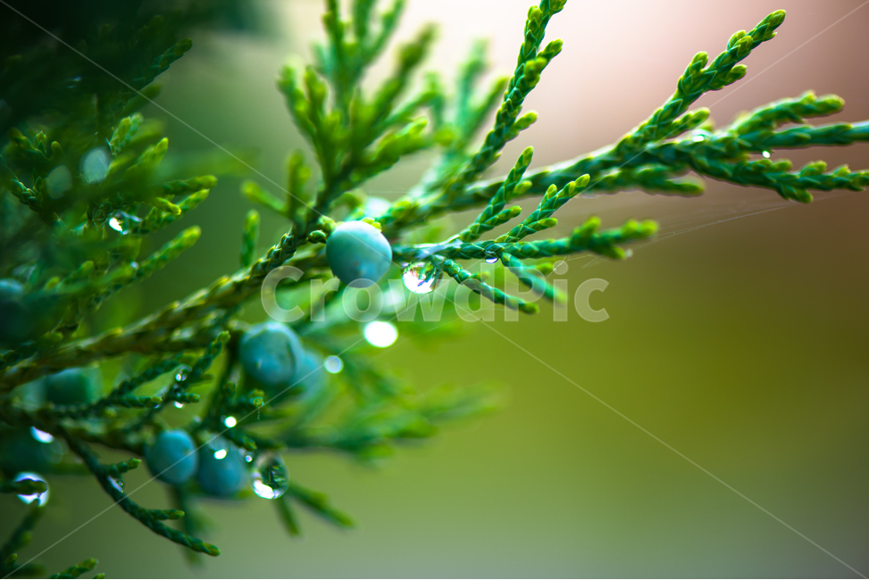 나무,자연,비,빗방울,솔닢,여름,macro,매크로촬영,거미줄,방울,식물,자연,plants,nature