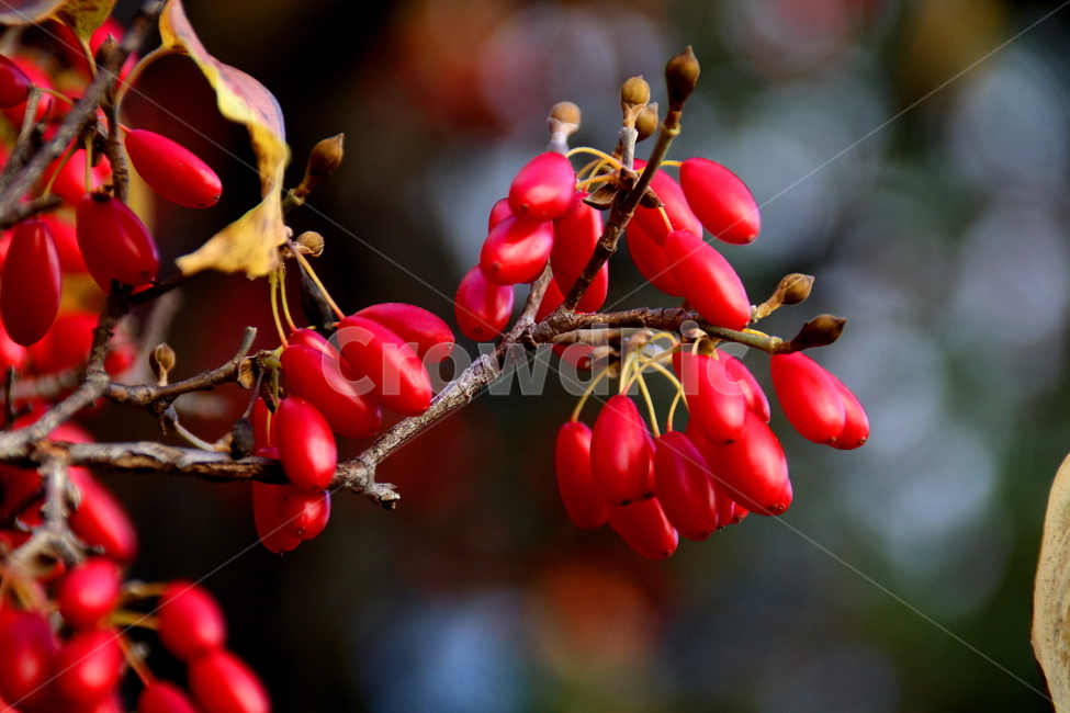 식물,나무,가을,계절,열매,식물,자연,plants,nature,과일,열매,fruit