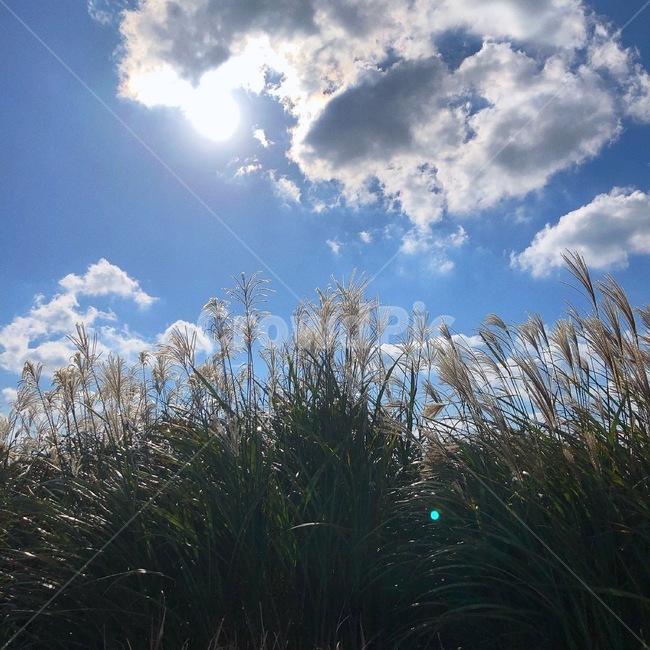 가을,가을하늘,가을풍경,제주억새,제주오름,따라비오름,억새,자연,풍경,nature,landscape,outdoors,옥외,grass,잔디,plant,식물