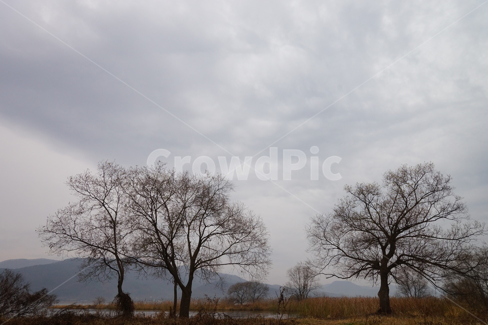 나무,가을,비,가을비,스산한,가을,계절,fall,autumn,season,자연,풍경,nature,landscape,한국자연풍경,한국자연경관,korea nature landscape,식물,plants,나무,trees,wood,plant,tree