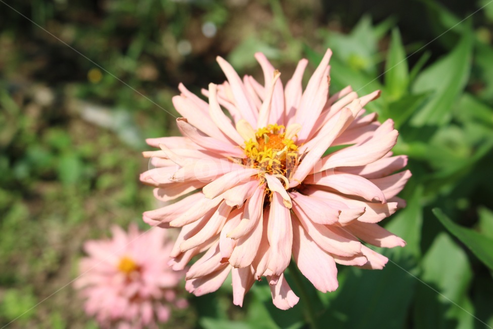 꽃,분홍,노랑,초록,식물,flower,hana,pink,pinku,yellow,kiiro,green,midori,plants,shokubutsu,햇빛,그림자,sunlight,hizashi,shadow,kage,식물,자연,plants,nature,꽃,flower