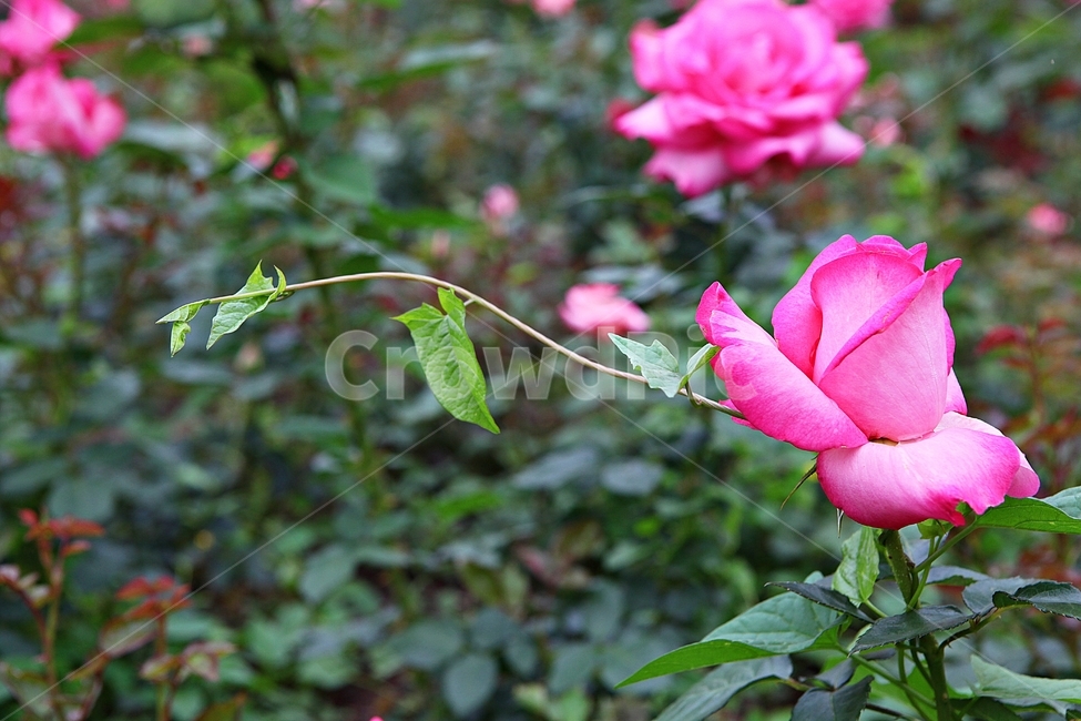 spring flowers,rosary,Rose,rose,flower