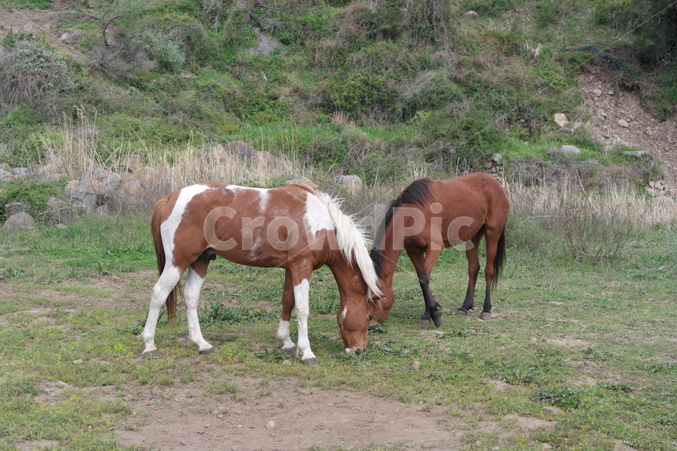 동물,말,제주도,horse,자연,동물,animal,포유류,mammal