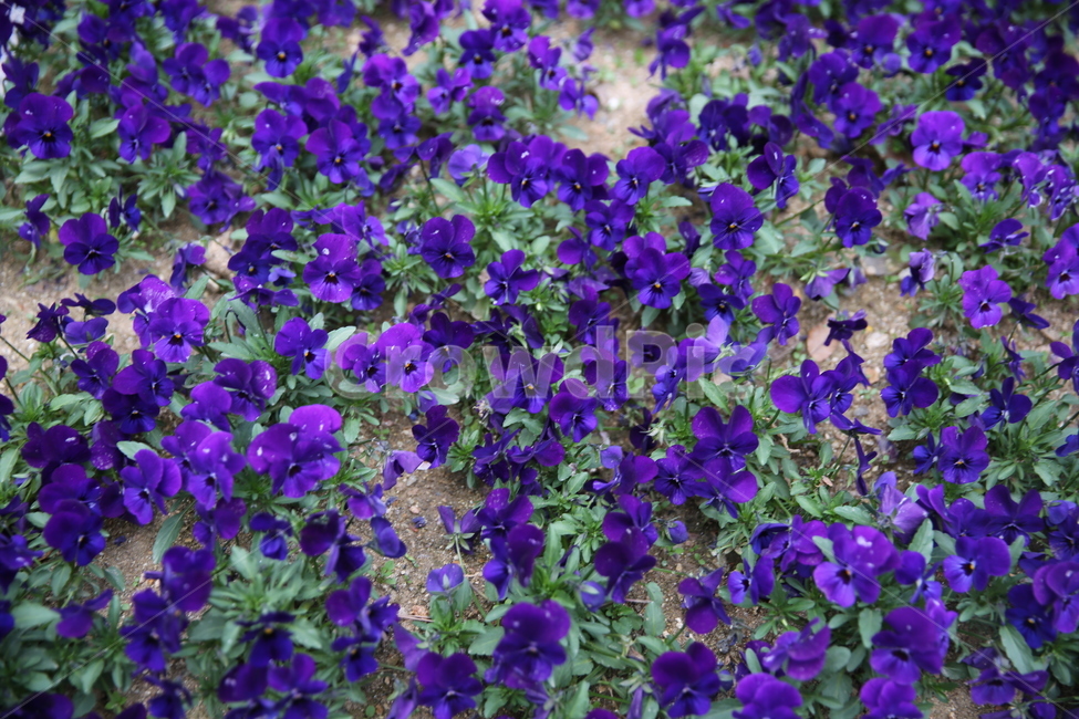 꽃,봄,일상,풍경,감성,계절,spring,season,식물,자연,plants,nature,flower,보라색,야생화,식물,자연,plants,nature,꽃,flower
