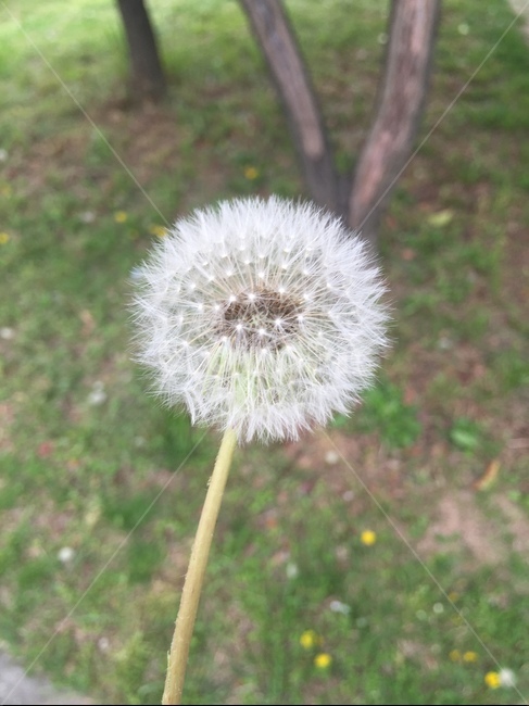 민들레,민들레홀씨,꽃,홀씨,앉은뱅이꽃