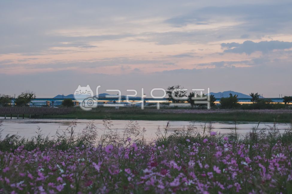 기차,노을,코스모스,핑크코스모스,한국가을,가을풍경,코스모스공원,기차노을,강가,저녁강가,해질녘강가,해질녘