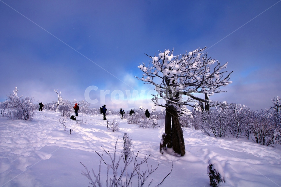 태백산,설경,풍경,상고대,겨울,겨울,계절,winter,season,자연,풍경,nature,landscape,outdoors,옥외,snow,눈