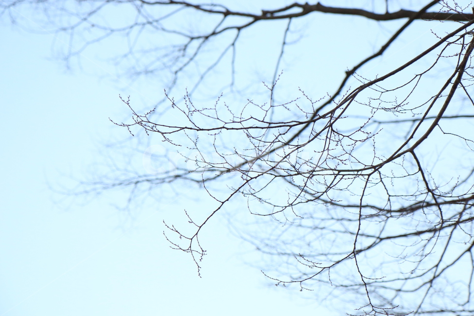 tree,나무,plant,식물,외로운,가지,앙상한,추운,밝은,맑은,맑음,하늘,푸른,파란,하얀