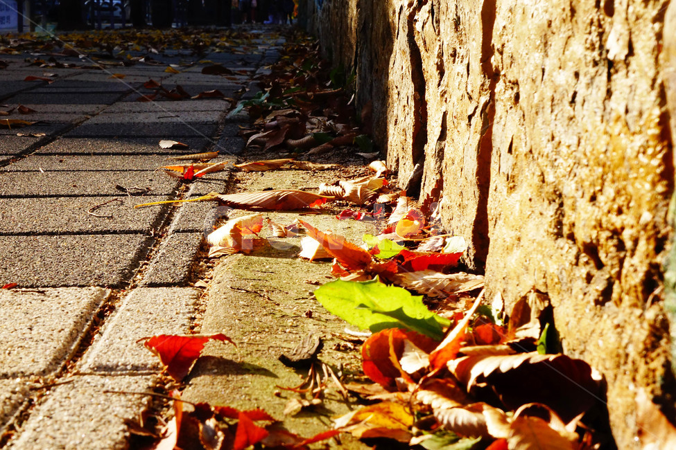 낙엽,단풍,가을,겨울,따듯함,노란,주황,인도,가을,계절,fall,autumn,season