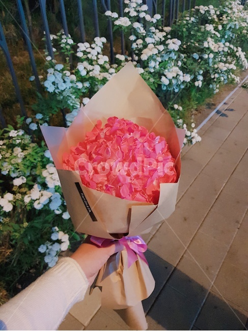 꽃,고백,사랑,프러포즈,연애,결혼,감성적인,분위기있는,lovely,분홍색,분홍빛,flower,사랑스러움,두근거림,설렘,심쿵