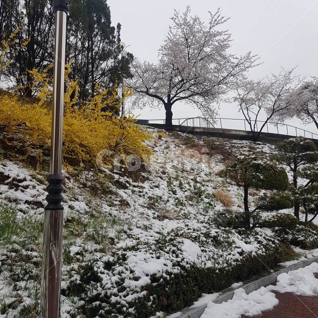 개나리,눈,snow,3월,꽃,벚꽃