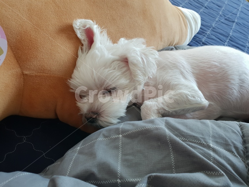 강아지,동물,개,말티즈,반려견,숙면,편안한,일상,dog,puppy,멍멍이,잠