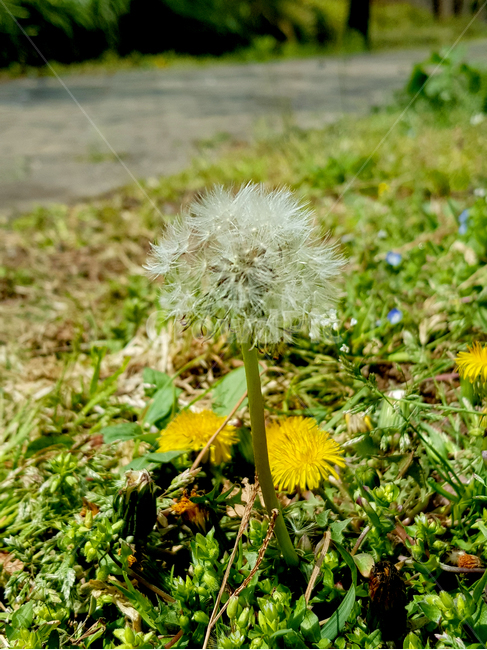 plant,식물,꽃,민들레,잡초,dandelion,flower,식물,자연,plants,nature