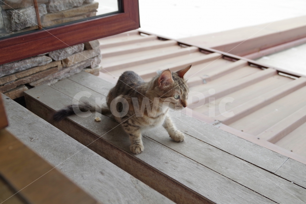 	여행,터키,이스탄불,travel,turkey,istanbul,고양이,cat,동물,animal,고양이,cat,kitten,kitty,포유류,mammal