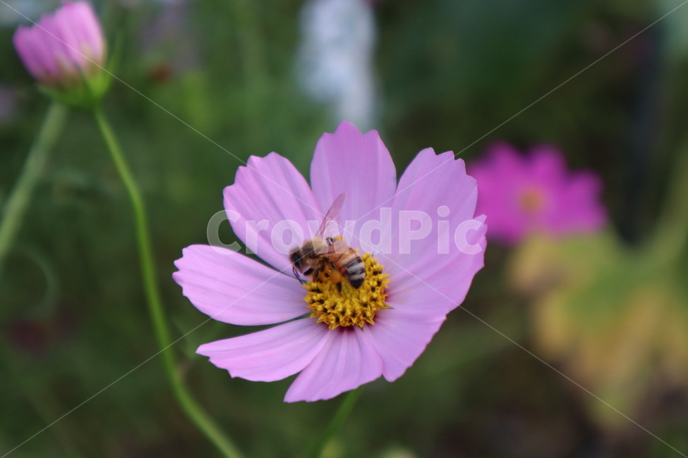 animal,동물,식물,plant,honeybee,꿀벌,식물,자연,plants,nature,꽃,flower,곤충,벌레,insect,bug