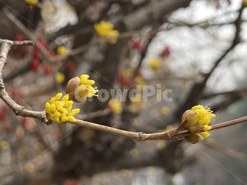 plant,식물,산수유,꽃봉오리,꽃망울,봄꽃