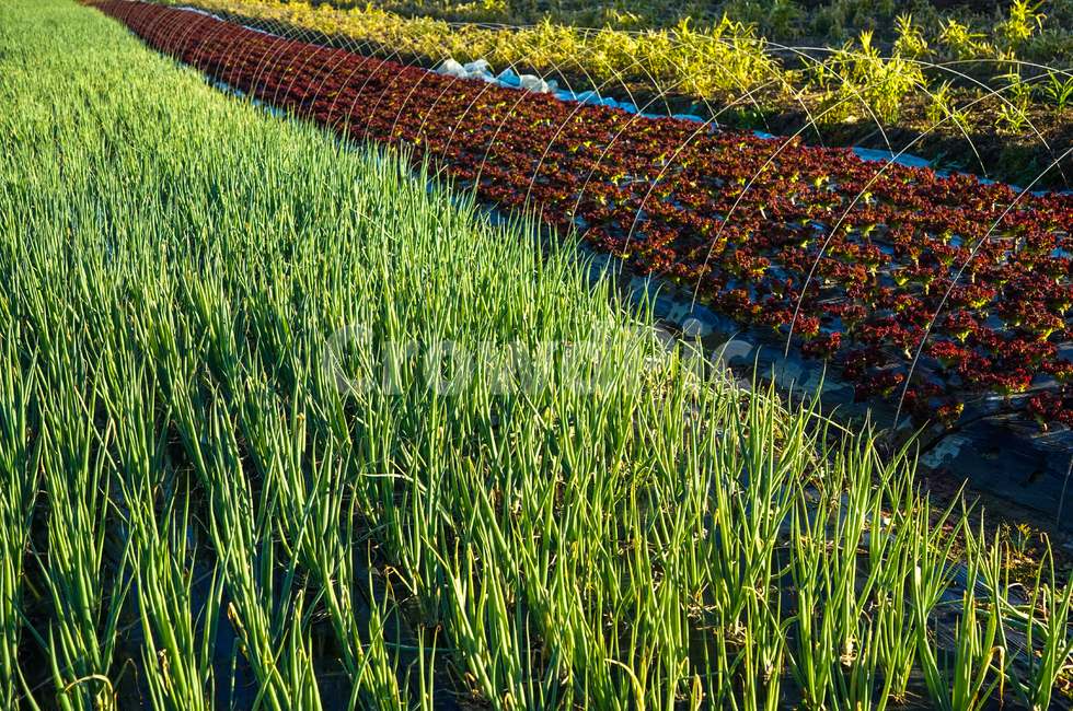 채소,채마밭,야채,밭,재배,식물,농사,농업,산업,industry,industrial,농업,농사,agriculture,farming,farming industry