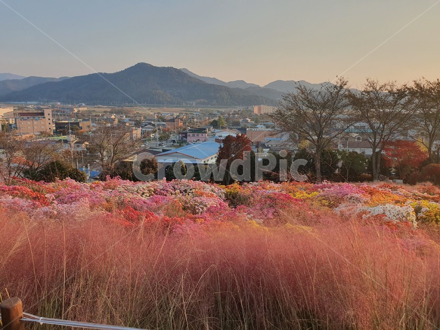nature,자연,가을풍경,핑크뮬리,석양풍경