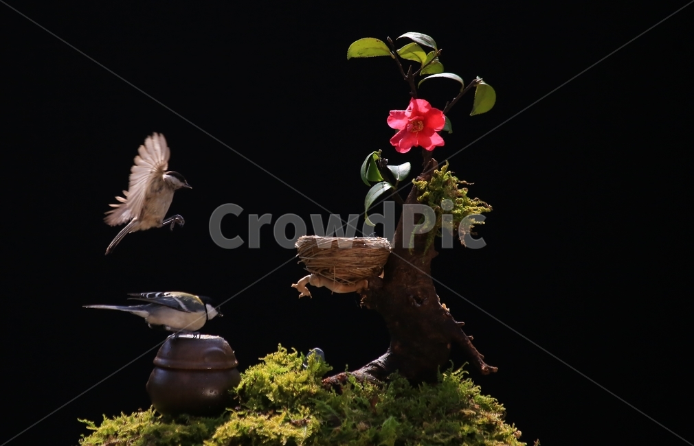 plant,식물,animal,동물,bird,새,새집,동박새,이끼,항아리,동백,동백꽃,식물,자연,plants,nature,꽃,flower,동물,animal,조류,새,birds