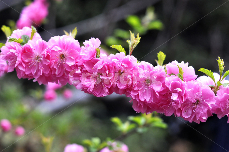 꽃,봄꽃,자연,식물,꽃잎,봄,계절,spring,season,식물,자연,plants,nature,꽃,flower,geranium,제라늄,plant,blossom