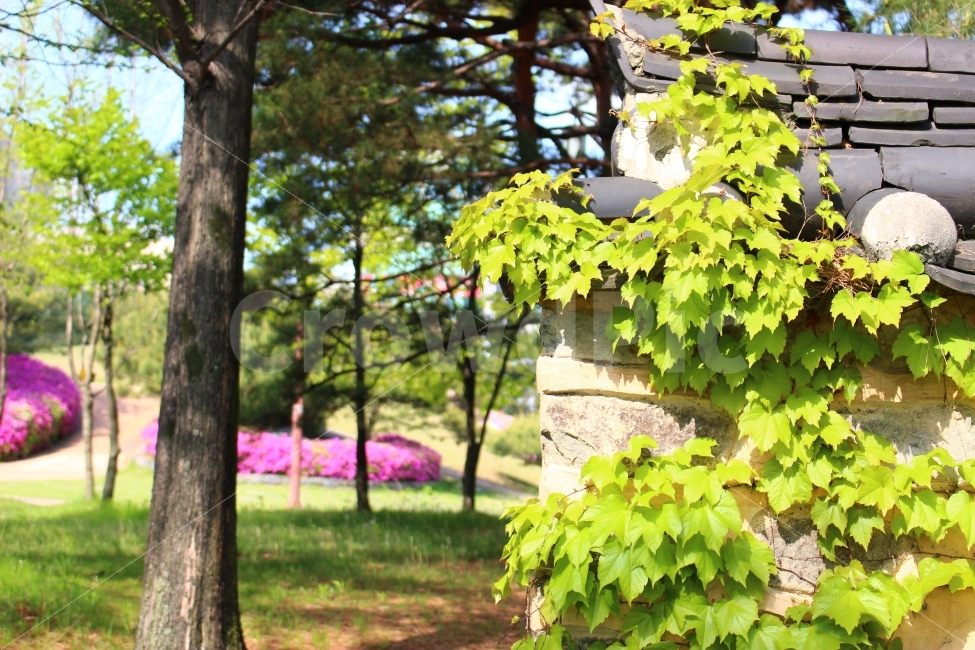 선사유적지,봄,대전,유적지,문화유산,꽃,식물,자연,plants,nature,한국전통,한국문화,korean traditional,korean culture