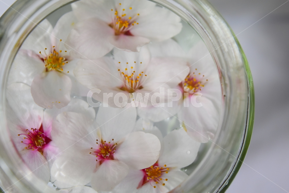 벚꽃,cherryblossoms,유리병,꽃잎,glassjar,꽃,물,jar,glass,flower,petal,petals,petalsonthewater,flowersonthewater,water,flowers,flowersinaglassjar,물위의꽃,물위의꽃잎,유리병안의꽃