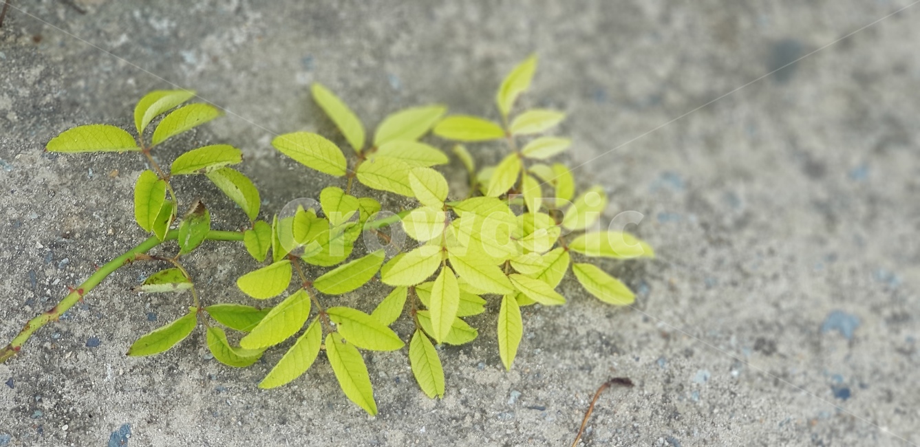 식물,줄기,자연,연두색,줄기식물,식물,자연,plants,nature