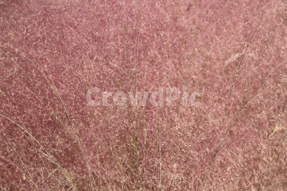 핑크뮬리,식물,가을,핑크,pinkmuhly,가을,계절,fall,autumn,season,식물,자연,plants,nature