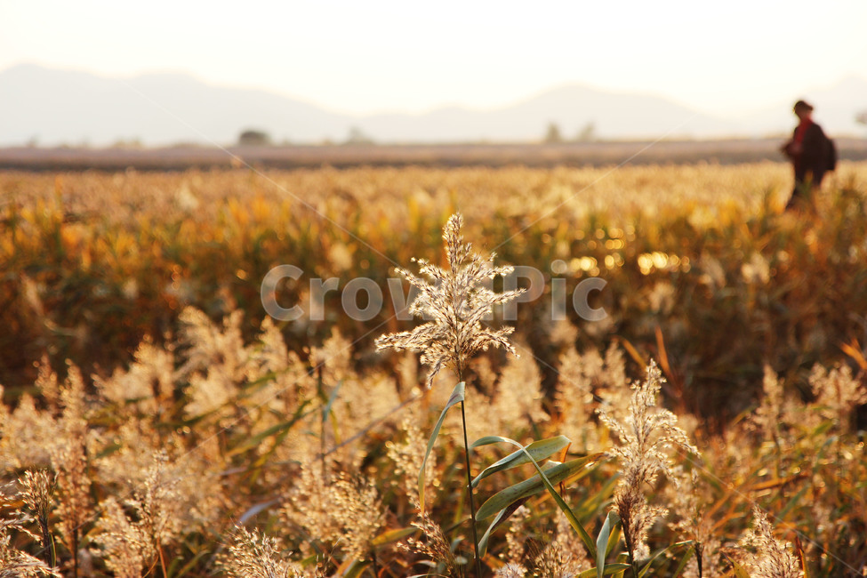가을,배경,순천만,자연,곡식,가을,계절,fall,autumn,season,식물,자연,plants,nature,grass,잔디,plant