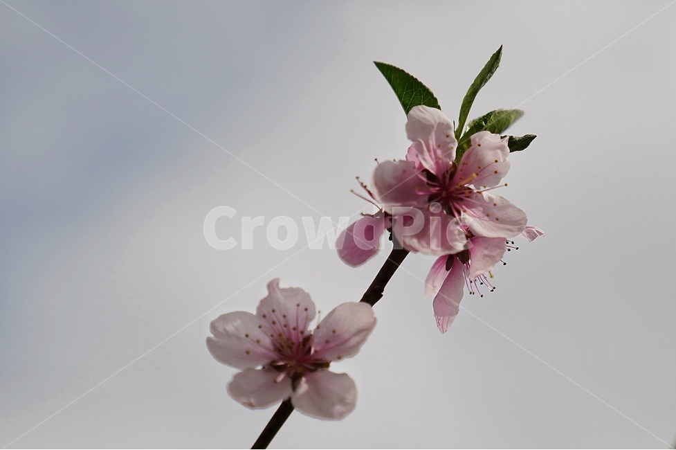 꽃,봄,향기,보케,아웃포커싱,봄,계절,spring,season,식물,자연,plants,nature,꽃,flower,plant,blossom,cherry blossom,벚꽃