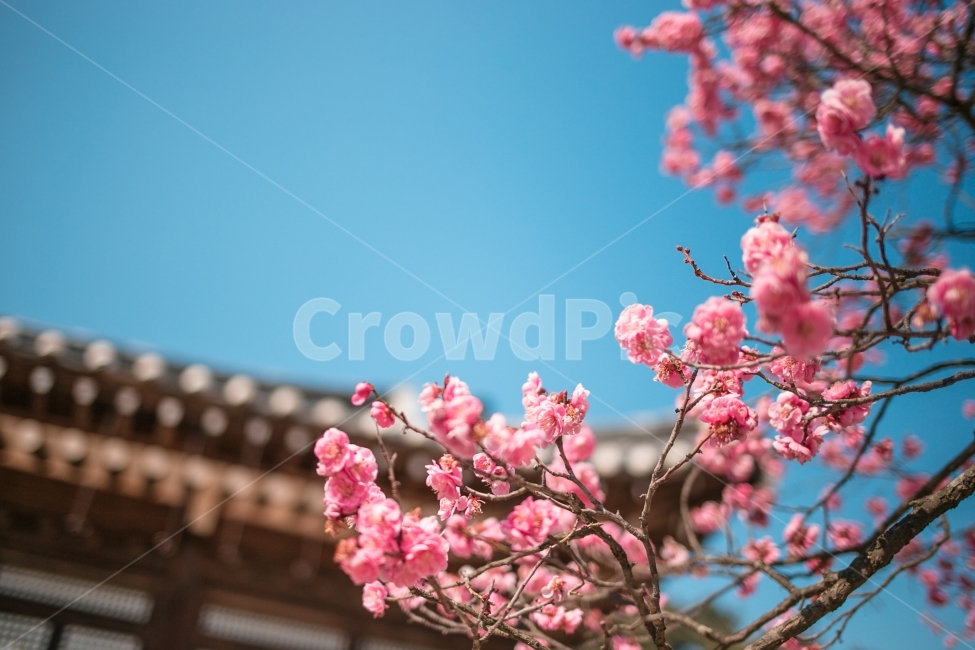 풍경,자연,스냅,꽃,홍매화,봄,계절,spring,season,식물,자연,plants,nature,꽃,flower,감성,sensible,feeling,plant