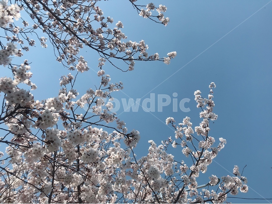벚꽃,봄꽃,봄,하늘,flower,sky,봄,계절,spring,season,plant,식물,꽃,cherry blossom,blossom