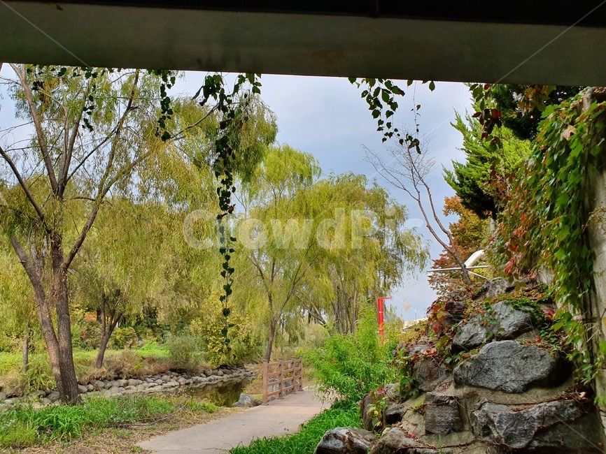 tree,나무,plant,식물,산책,풍경,담쟁이