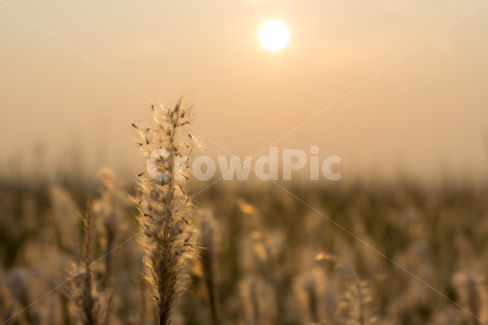가을,갈대,감성,풍경,자연,노을,분위기,섬,수섬,빛번짐,빛,natural,landscape,blur,경치,가을,계절,fall,autumn,season,식물,자연,plants,nature,감성,sensible,feeling,grass,잔디,plant,lawn,reed
