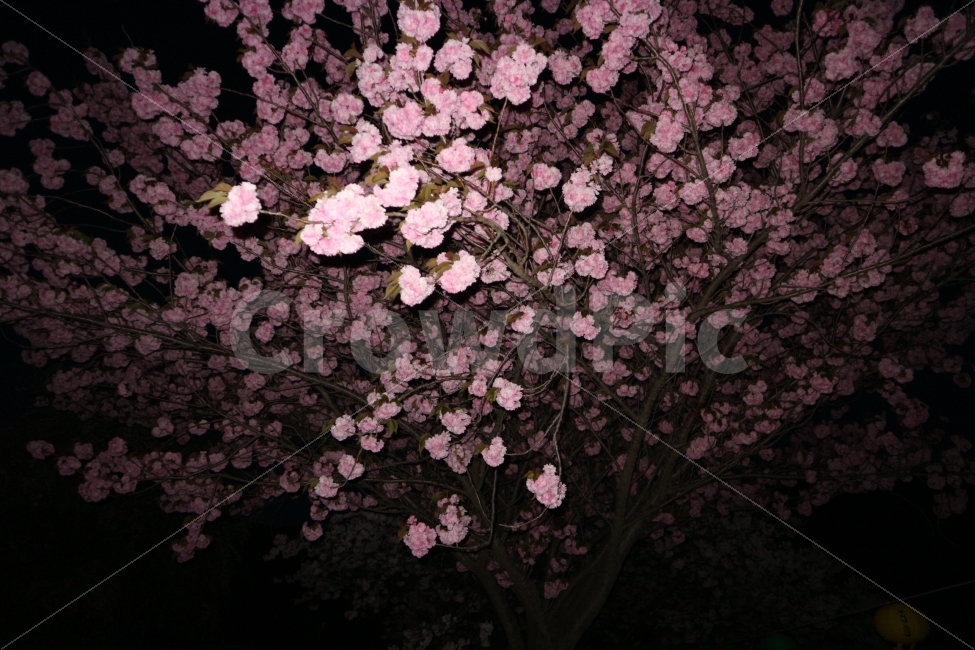 꽃,벚꽃,왕벚꽃,봄,사진,밤,야간,분홍,봄,계절,spring,season,야경,밤,풍경,nightscape,night,landscape,식물,자연,plants,nature,꽃,flower,plant,cherry blossom,blossom