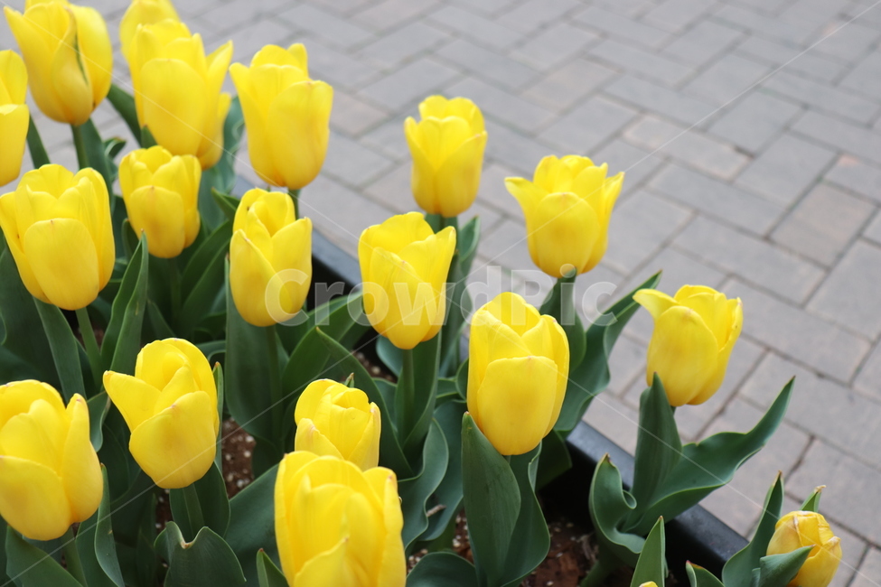 꽃,노랑,튤립,노란튤립,봄꽃,봄,flower,yellow,tulip,yellowtulip,spring,식물,자연,plants,nature,꽃,flower