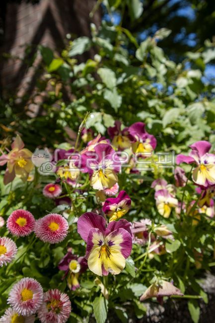 삼색제비꽃,꽃,flower,자연,nature,violatricolor